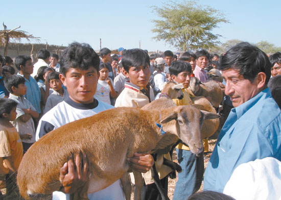 Compartir recursos — "passing on the gift" — is a simple idea: Families that receive livestock through heifer share the offspring of these animals with neighboring families.